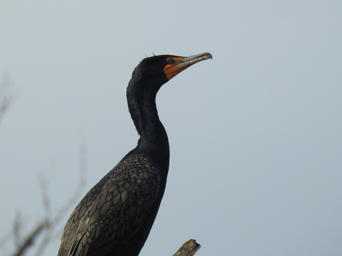 Double-crested Cormorant - Kevin Long