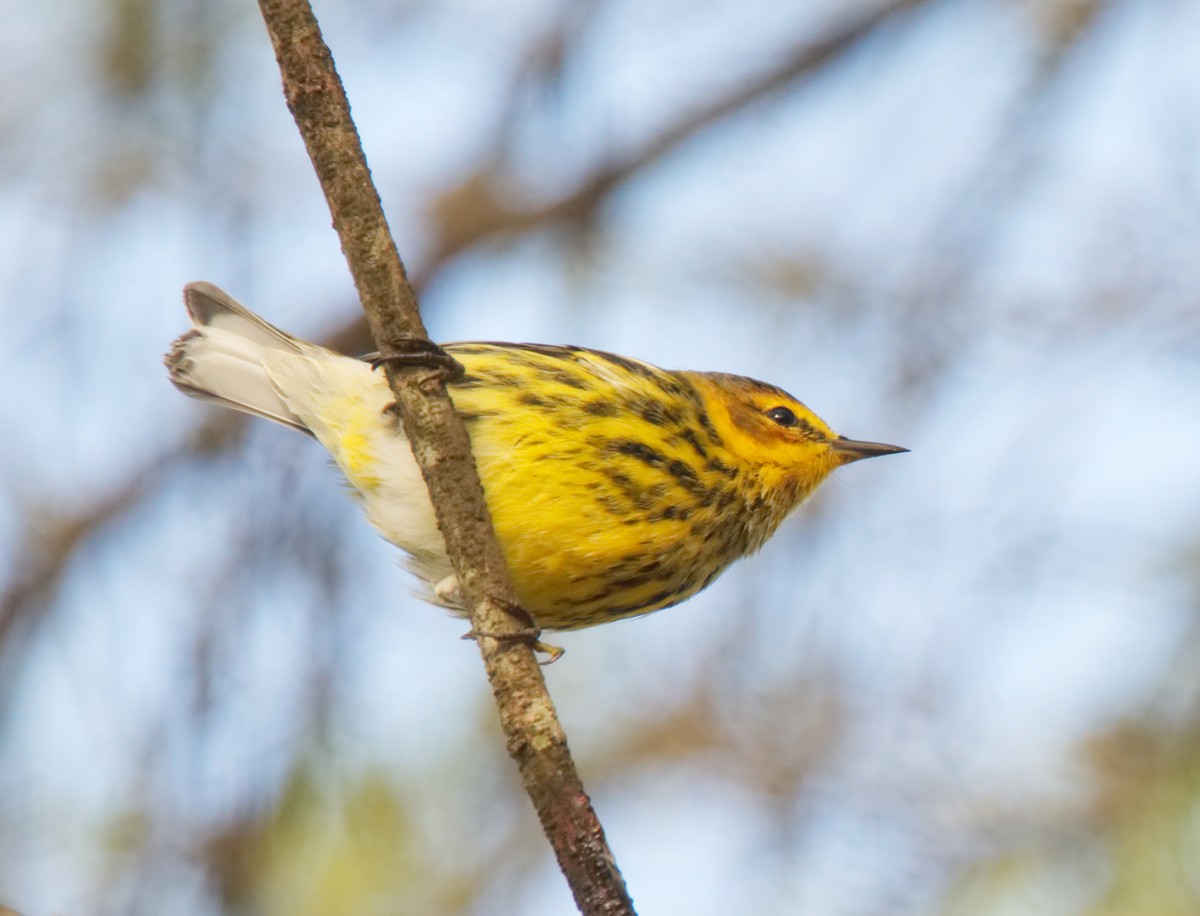 Cape May Warbler - ML216601911