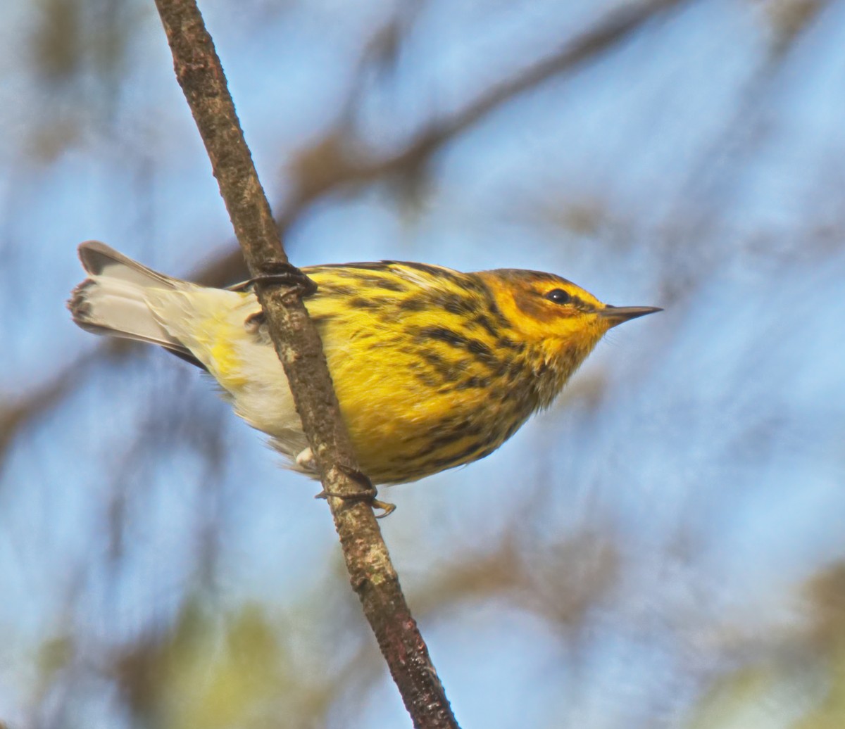 Cape May Warbler - ML216601921