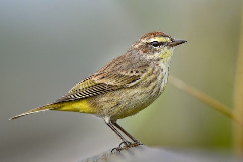 Photos - Palm Warbler - Setophaga palmarum - Birds of the World