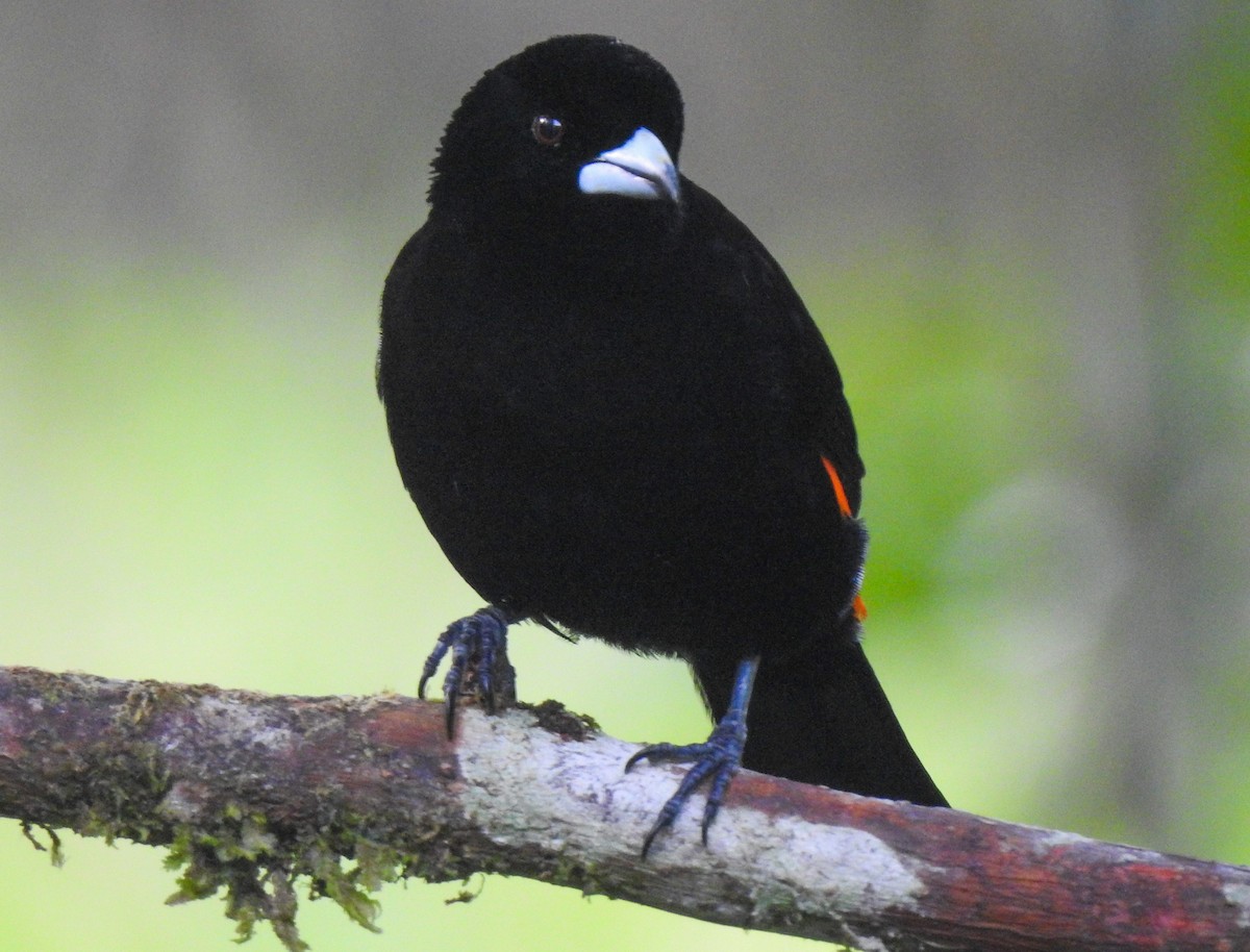 Flame-rumped Tanager - ML216605451