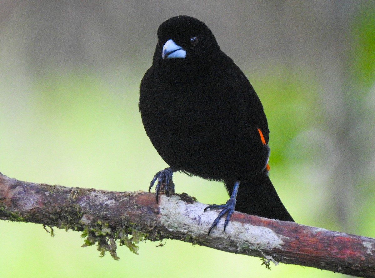 Flame-rumped Tanager - ML216605501