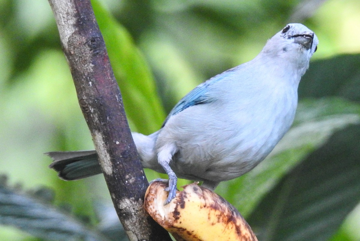 Blue-gray Tanager - ML216605511