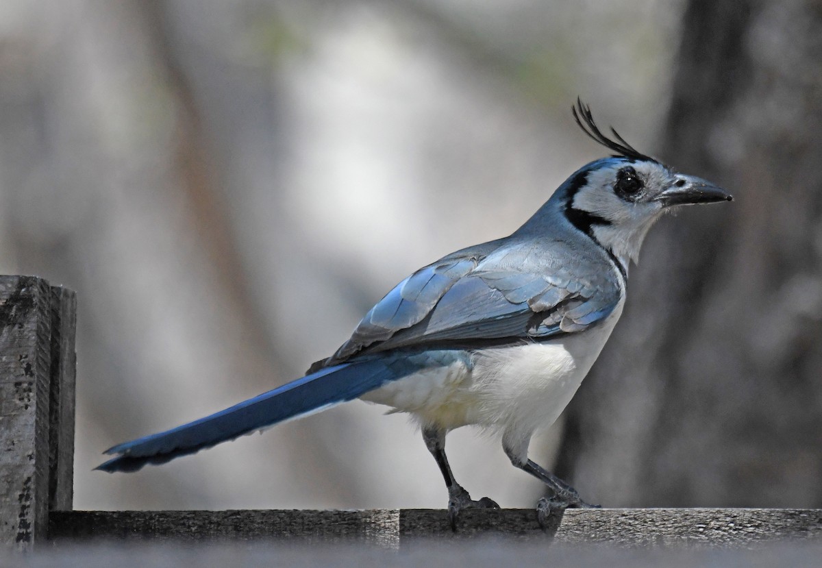 White-throated Magpie-Jay - ML216605541