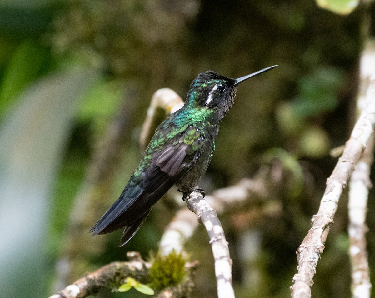 Talamanca Hummingbird - Ben Keen
