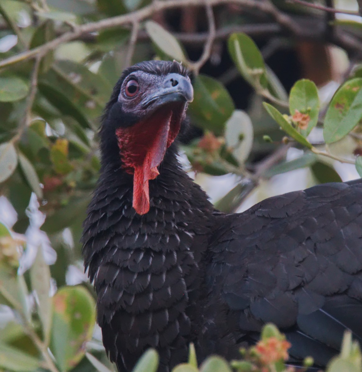White-winged Guan - Forrest Rowland