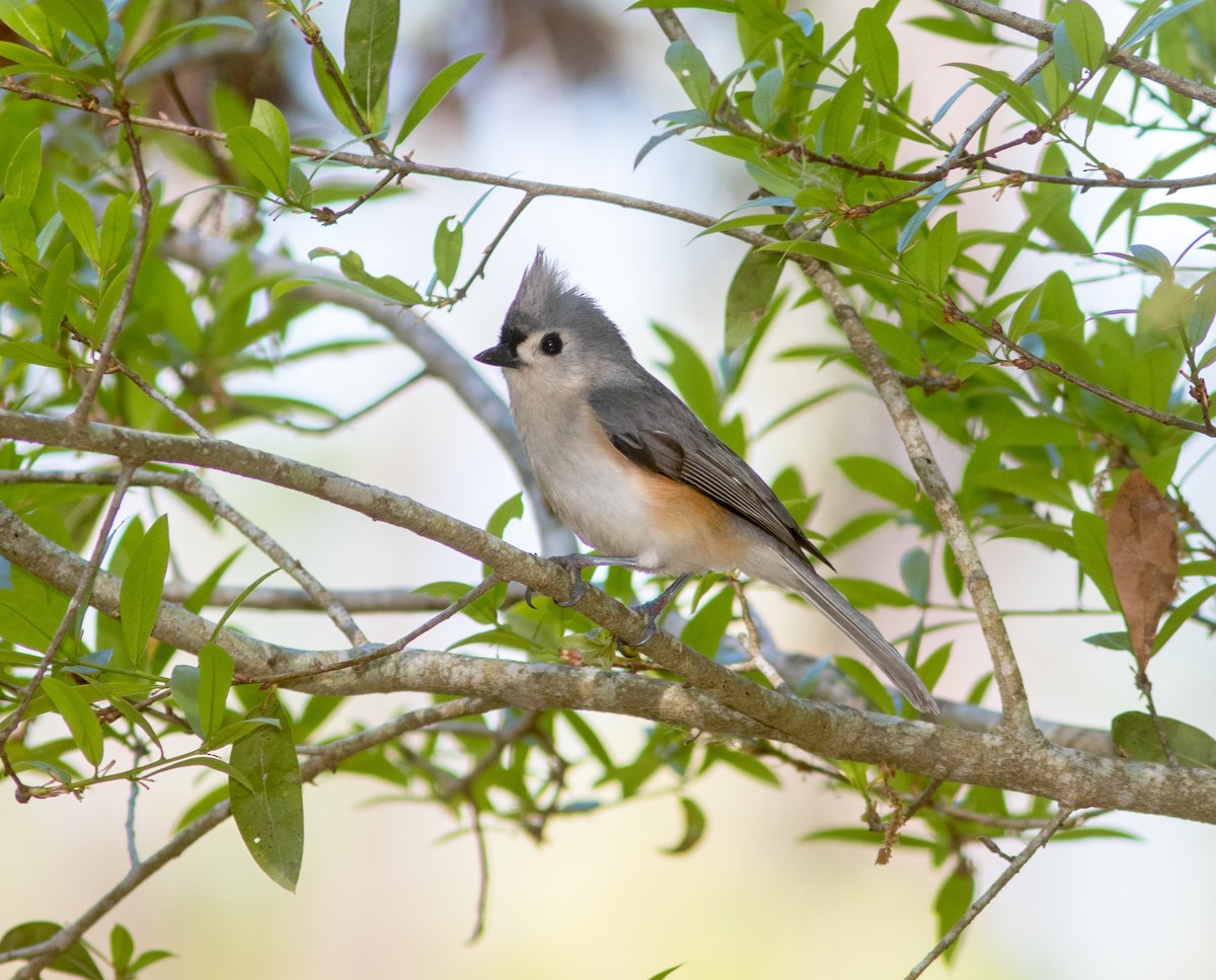 Tufted Titmouse - Mark and Holly Salvato
