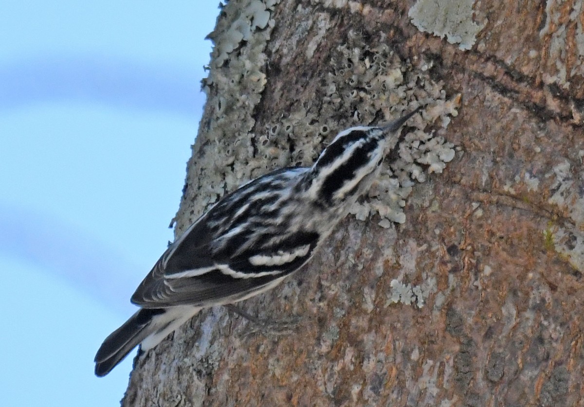 Black-and-white Warbler - ML216614041