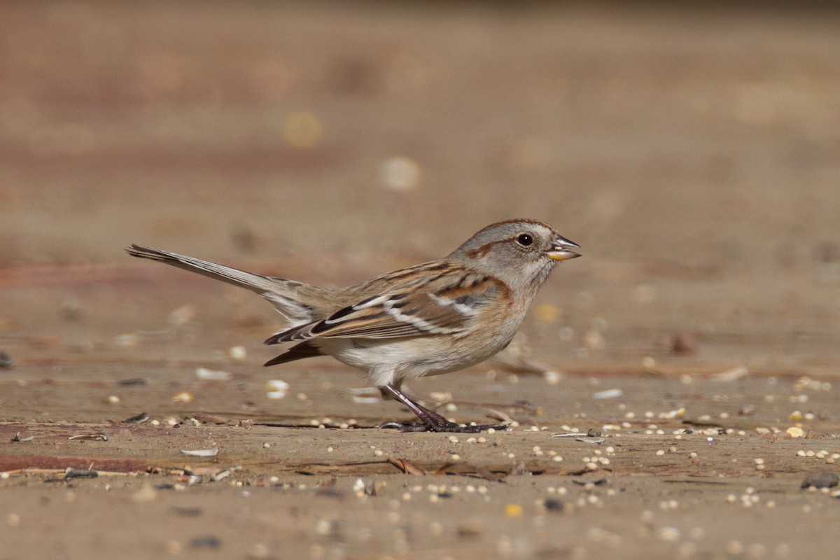 American Tree Sparrow - Chris Wood