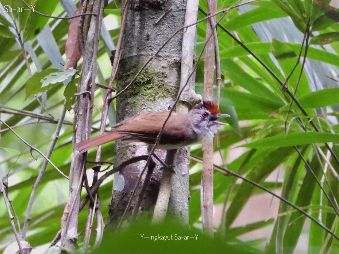 Rufous-crowned Babbler - ML216615671