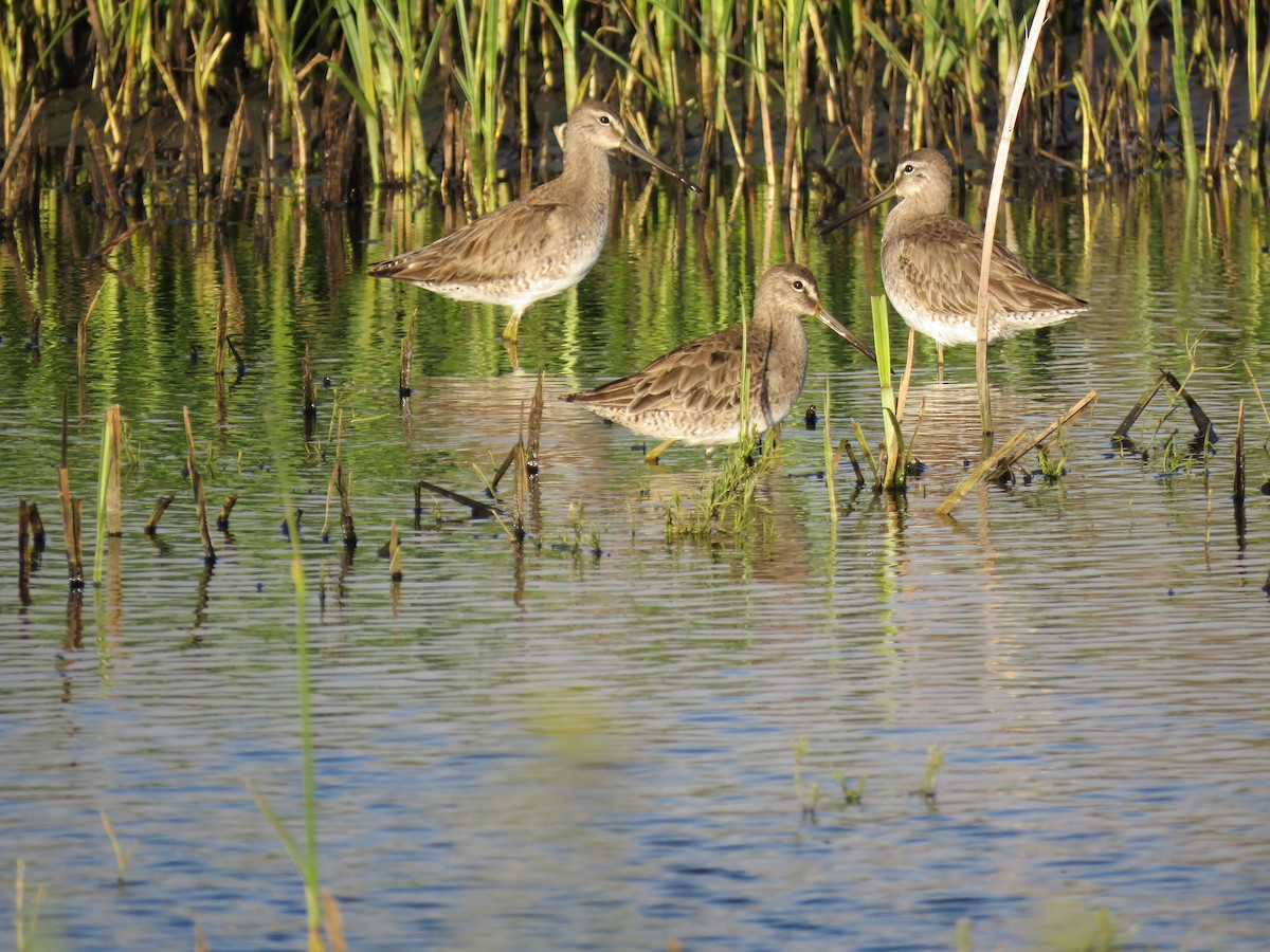 Long-billed Dowitcher - Robert Theriault