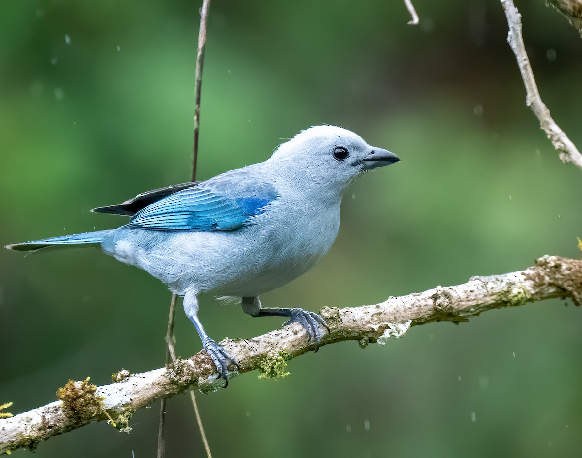 Blue-gray Tanager - ML216620861