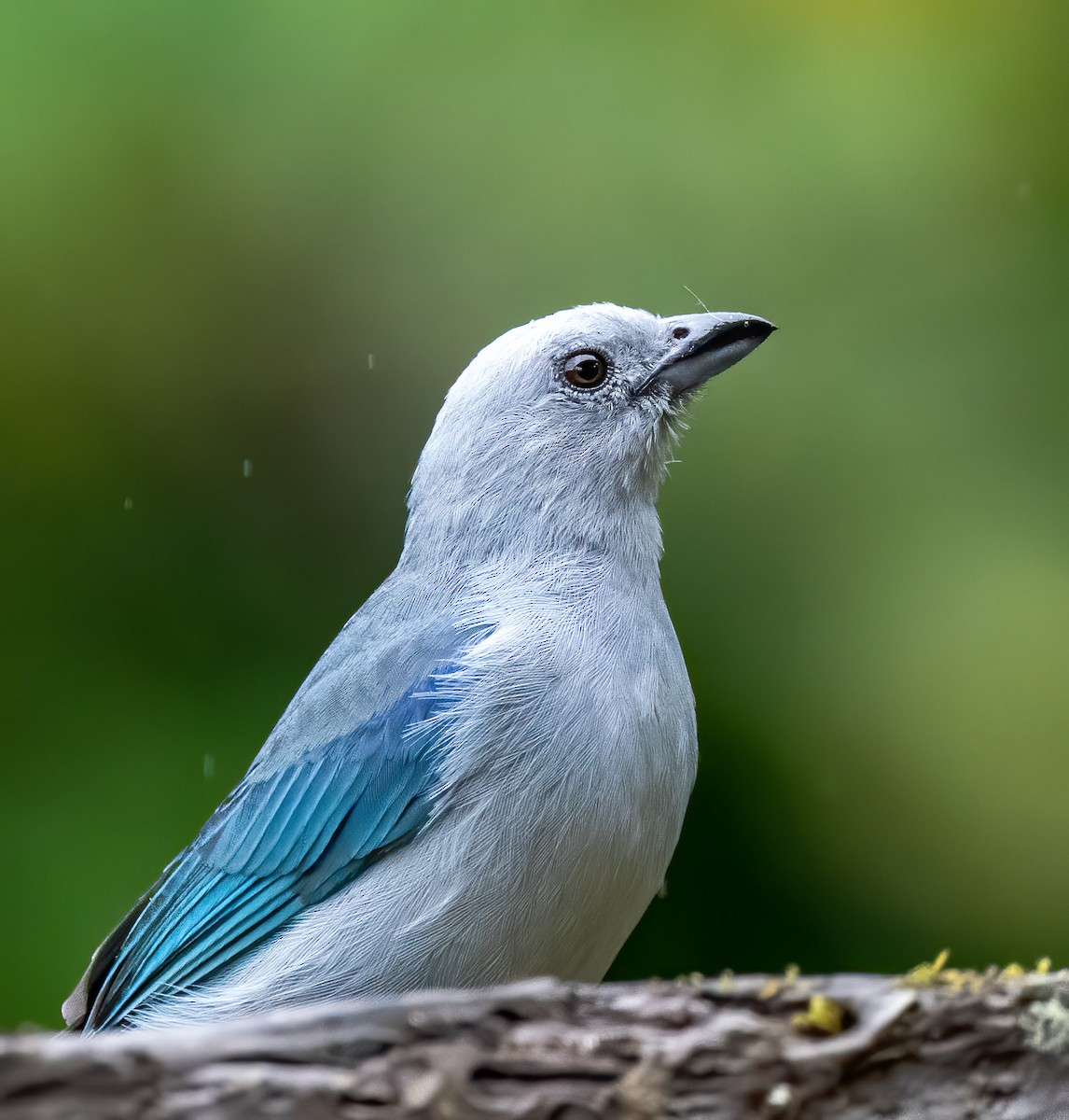 Blue-gray Tanager - ML216620931