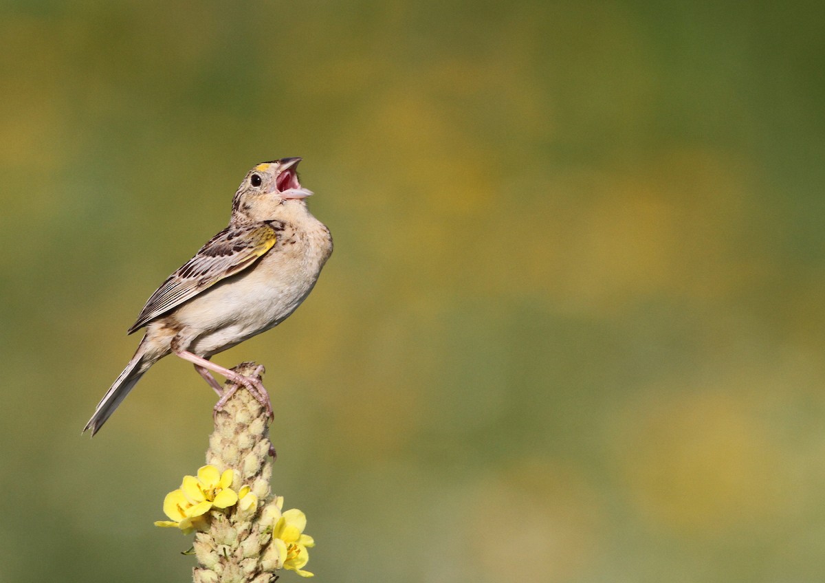 Grasshopper Sparrow - ML21662261