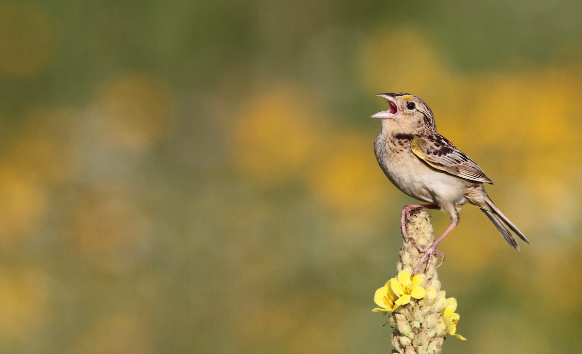 Grasshopper Sparrow - ML21662271