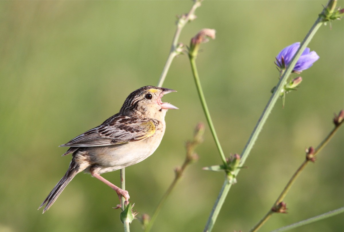 Grasshopper Sparrow - ML21662281