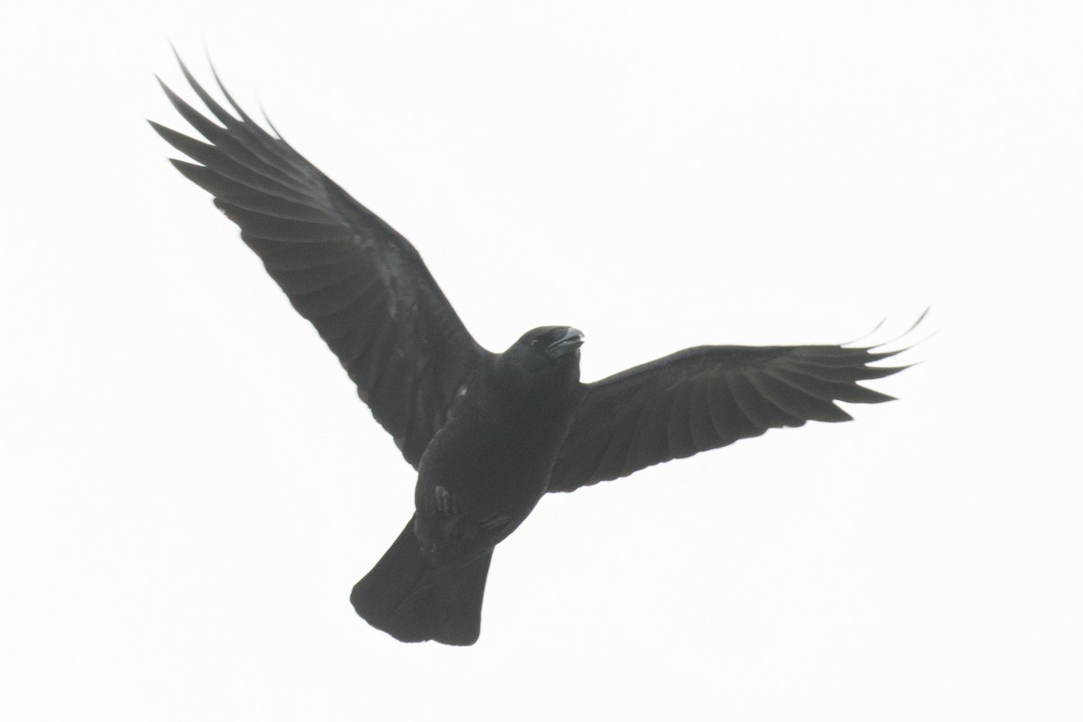 American Crow - ML216622821