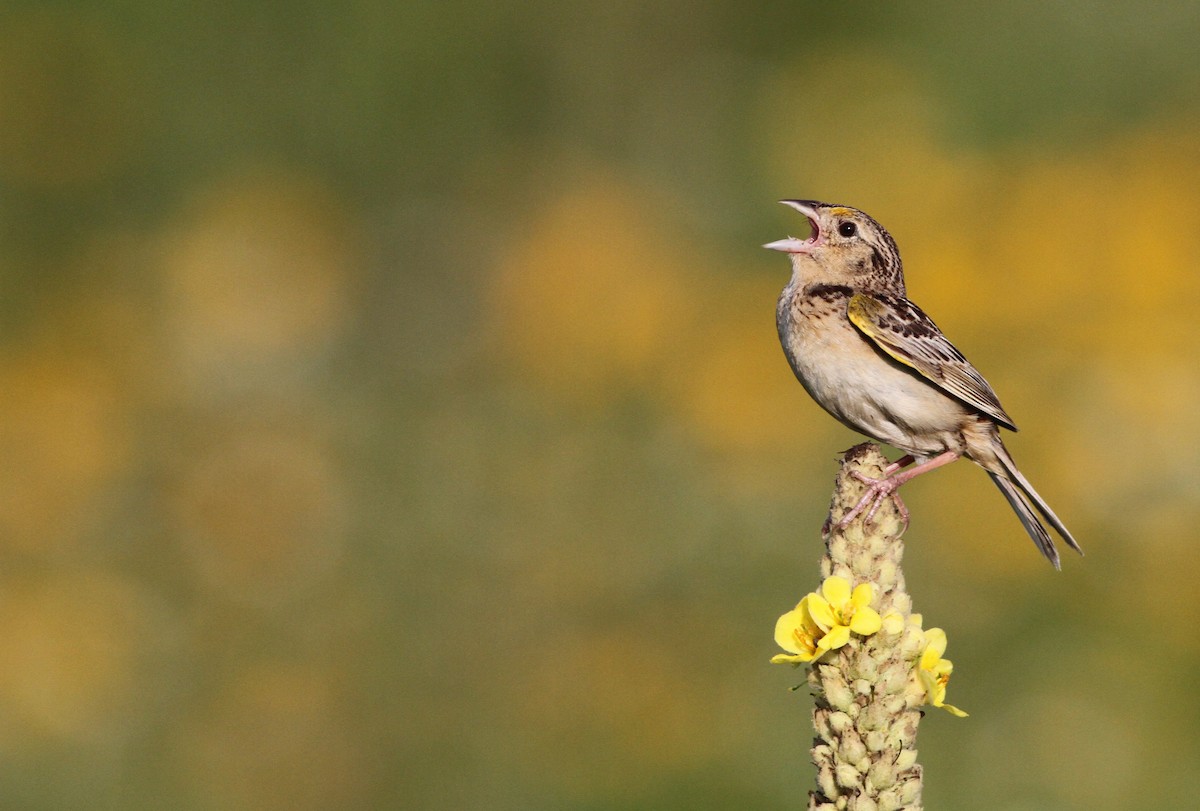 Grasshopper Sparrow - Ian Davies