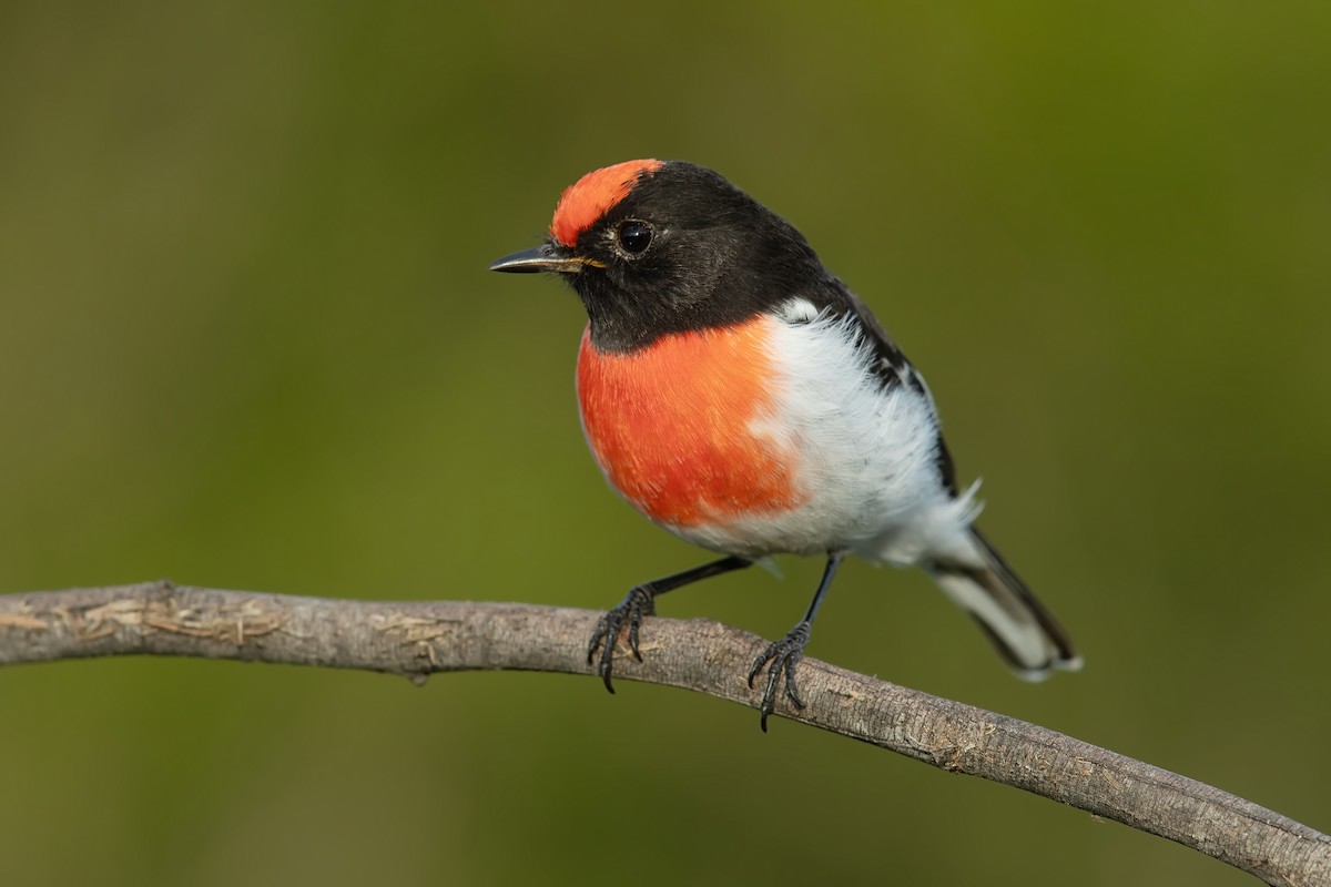 Red-capped Robin - ML216623971