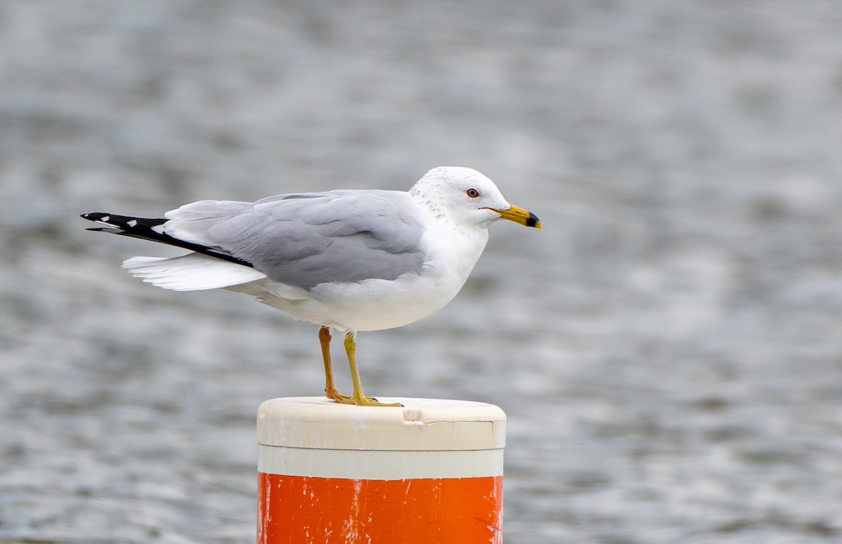 Ring-billed Gull - Mary McSparen