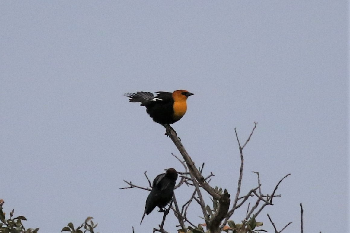 Yellow-headed Blackbird - Bob Friedrichs