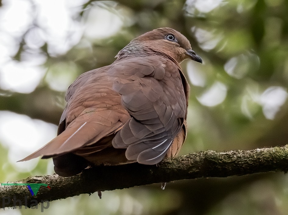 Brown Cuckoo-Dove - ML216629481