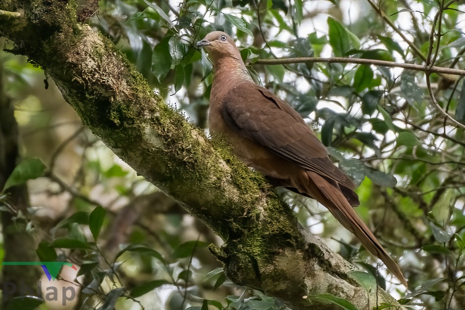 Brown Cuckoo-Dove - Rodney Appleby