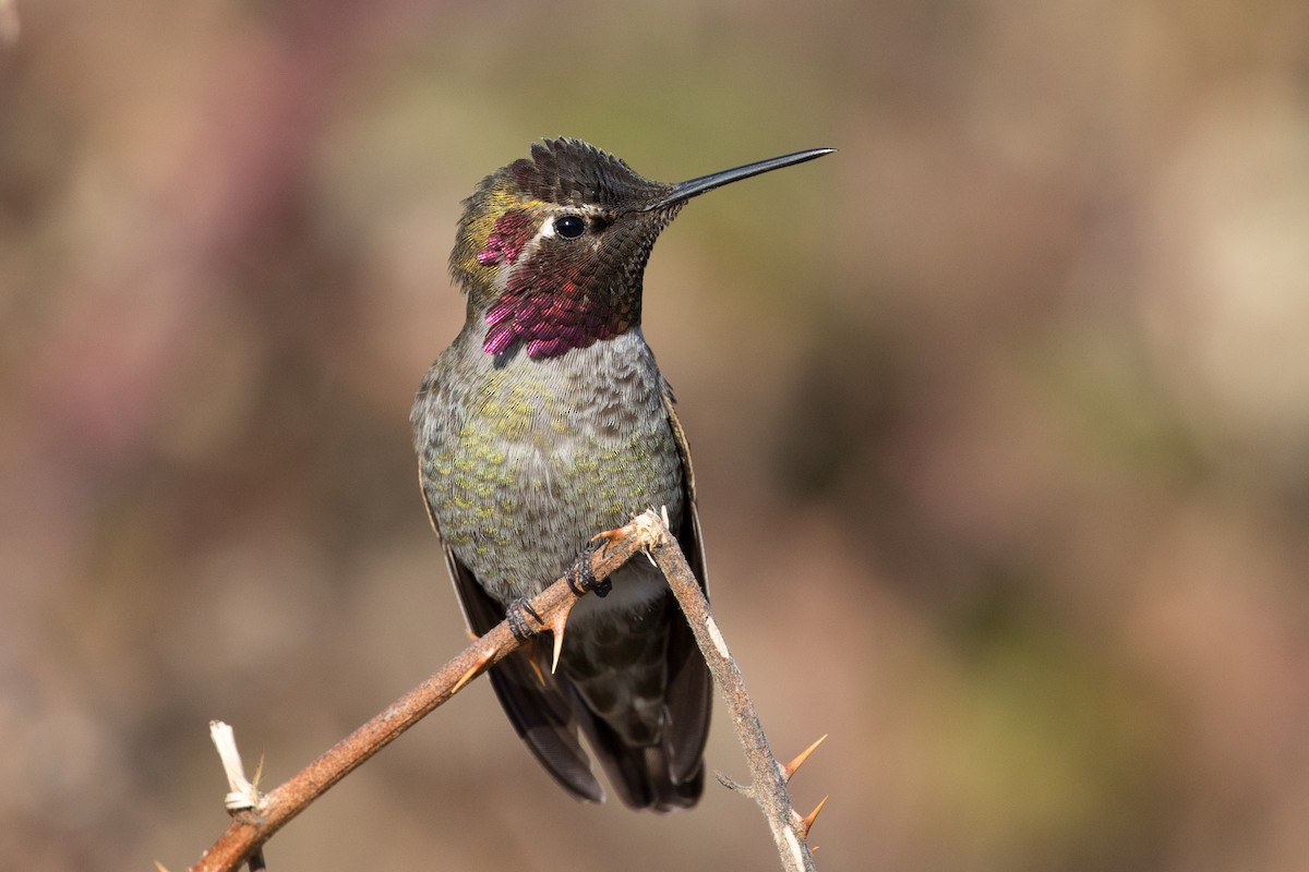 Anna's Hummingbird - ML216631131