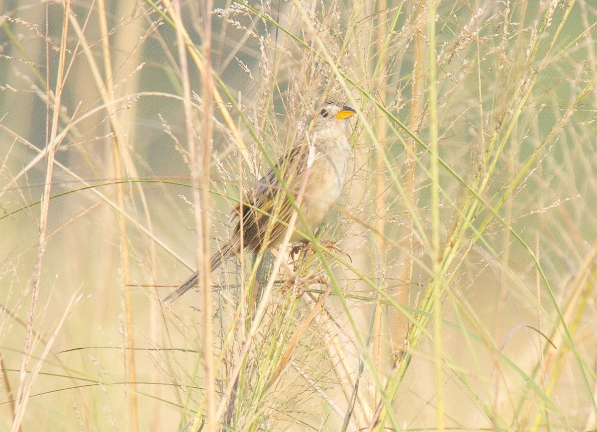 Wedge-tailed Grass-Finch - ML216632441