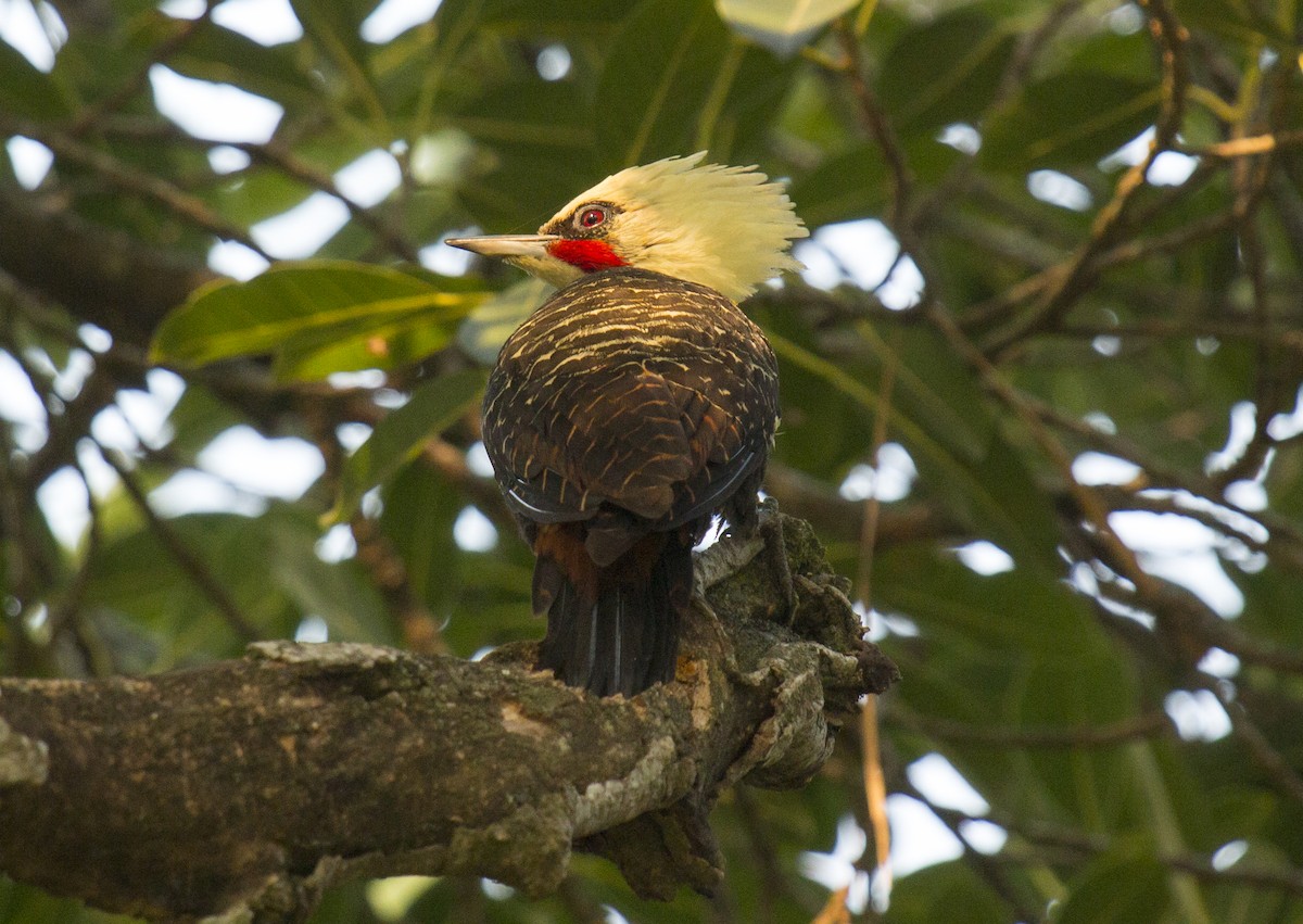Pale-crested Woodpecker - ML216633451
