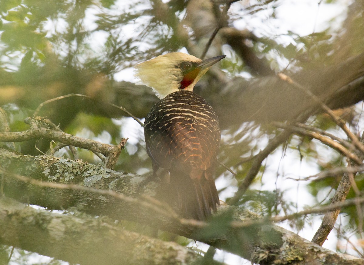 Pale-crested Woodpecker - ML216633531