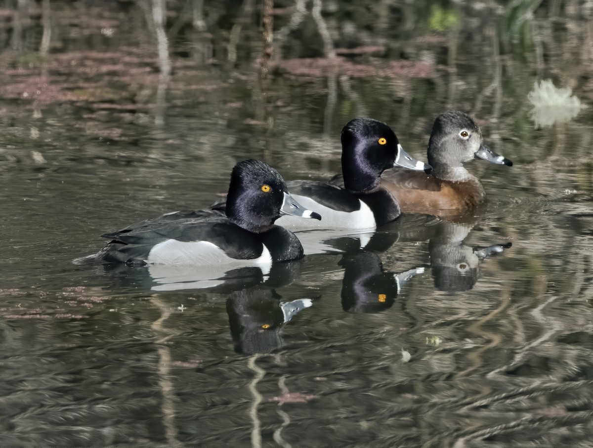 Ring-necked Duck - Ken Pitts