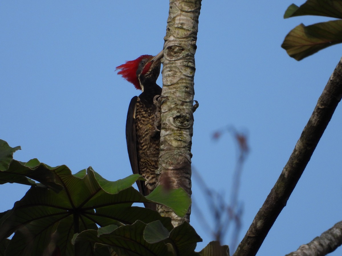Lineated Woodpecker - Adrianh Martinez-Orozco