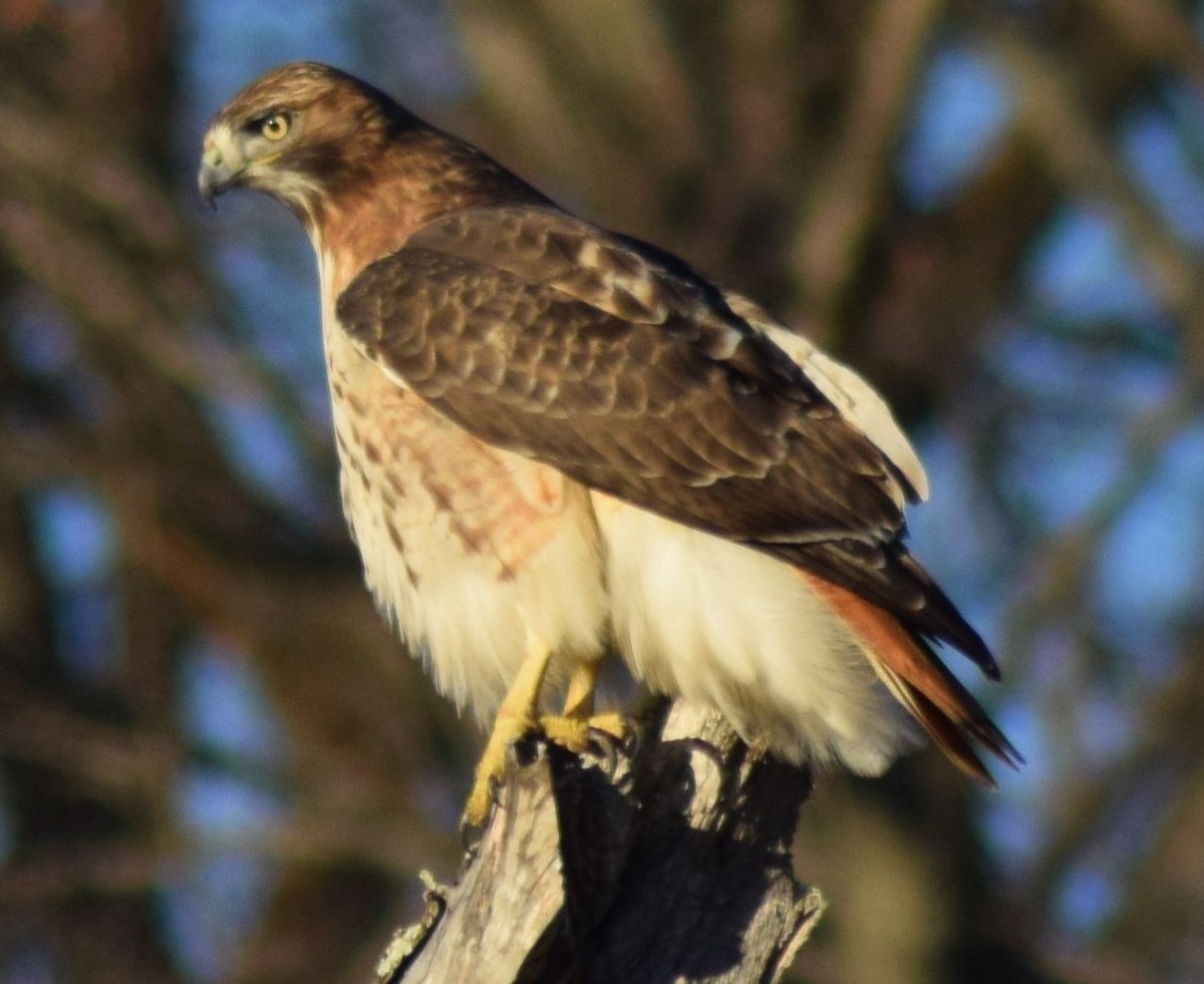 Red-tailed Hawk - ML21663881