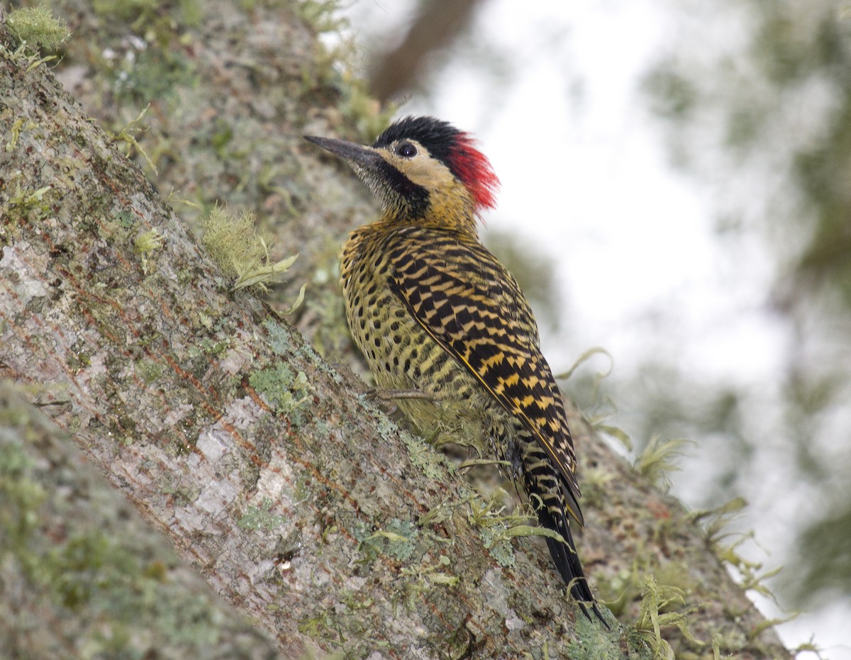 Green-barred Woodpecker - Luciano Acquaviva