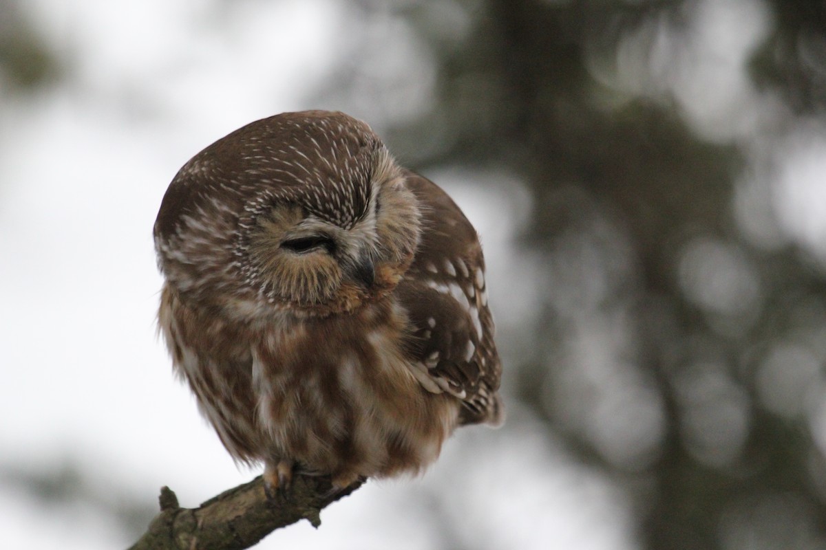 Northern Saw-whet Owl - Robin Corcoran