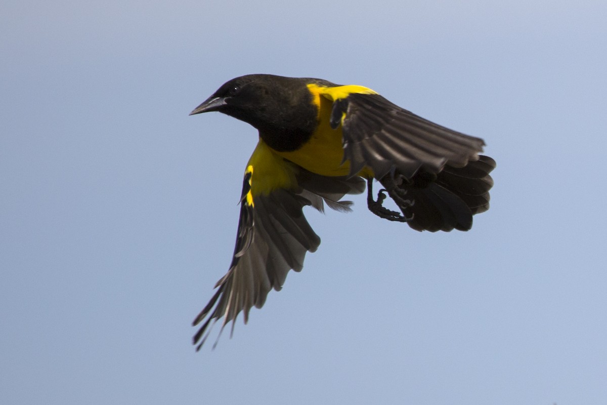 Yellow-rumped Marshbird - ML216643301