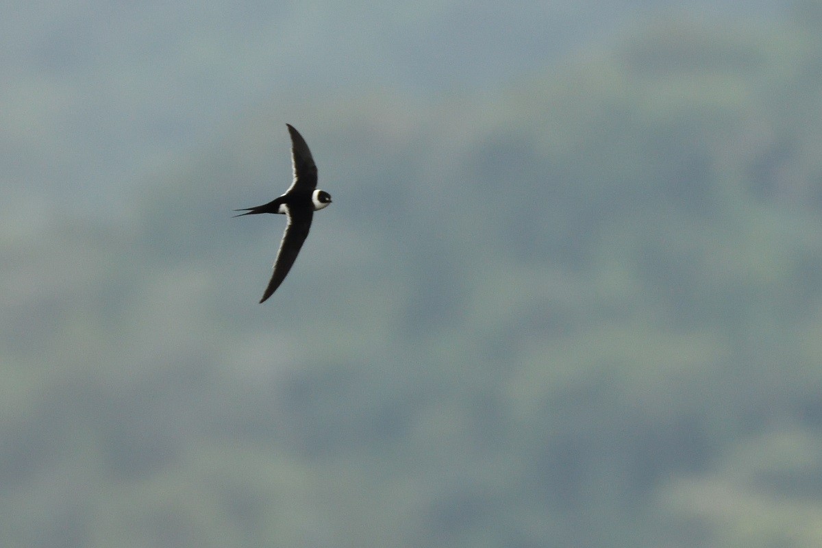 Great Swallow-tailed Swift - ML216643671