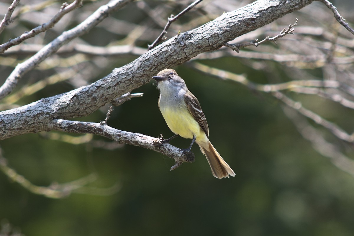 Great Crested Flycatcher - Louise Moreno