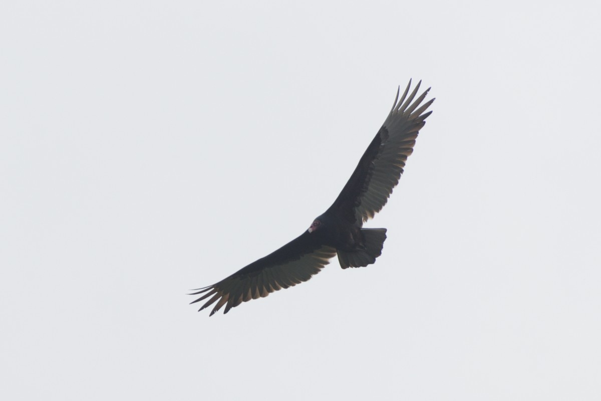Turkey Vulture - ML216646061