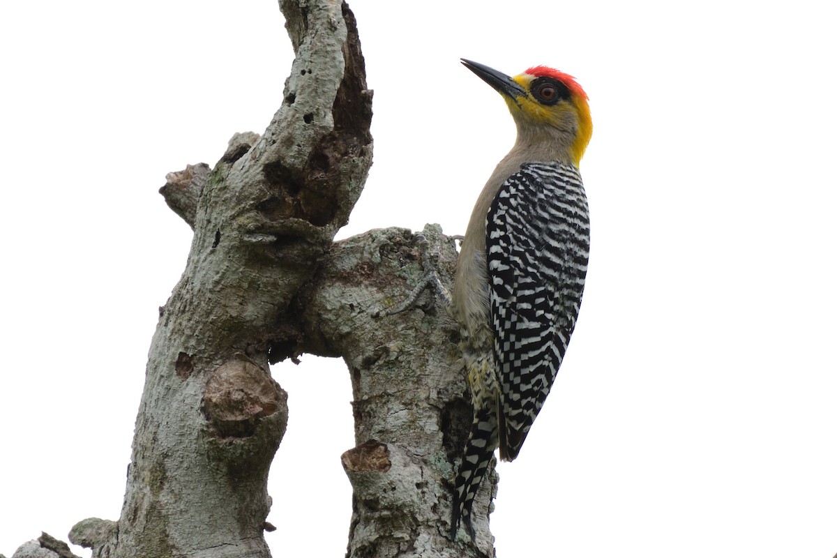 Golden-cheeked Woodpecker - German Garcia