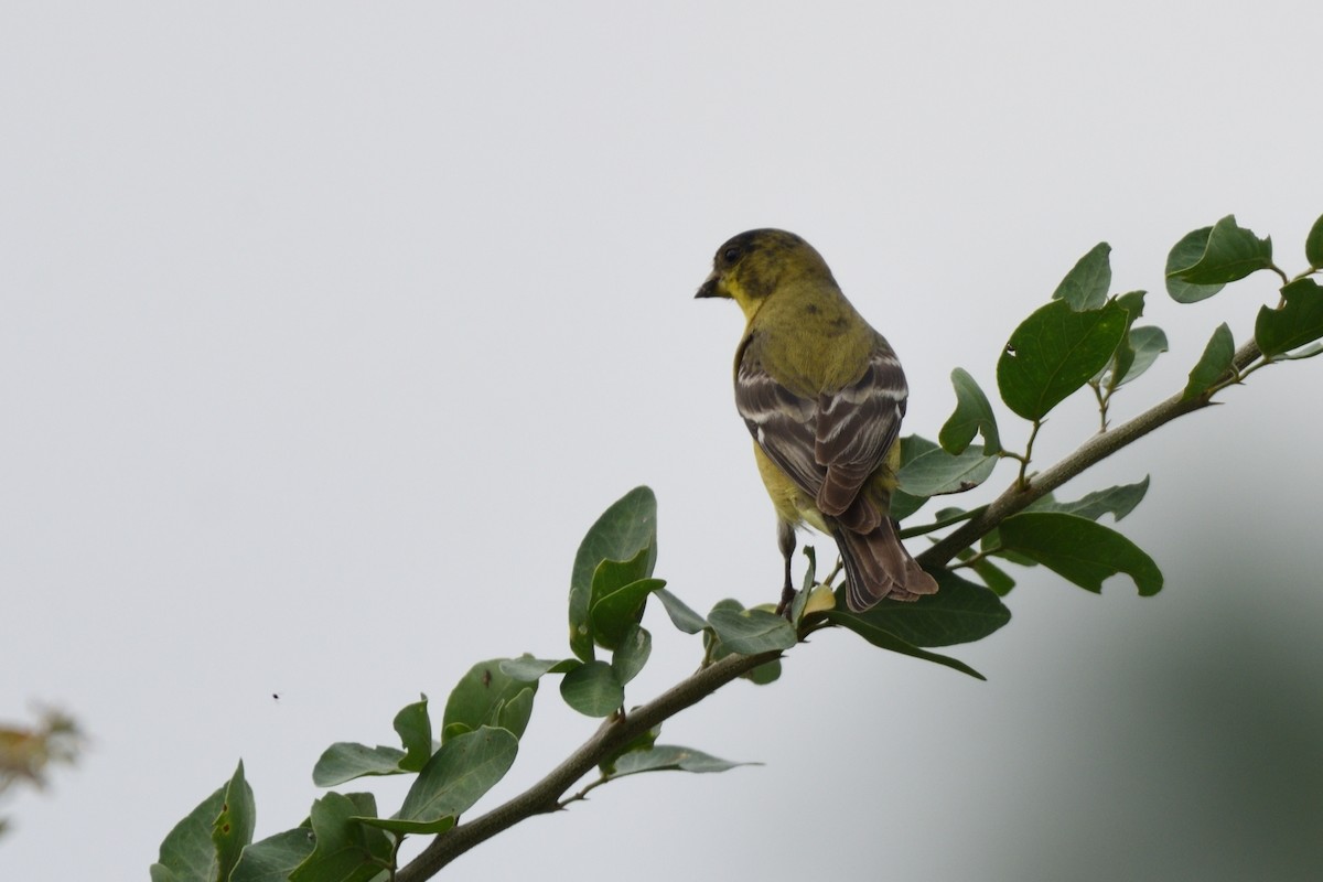 Lesser Goldfinch - German Garcia