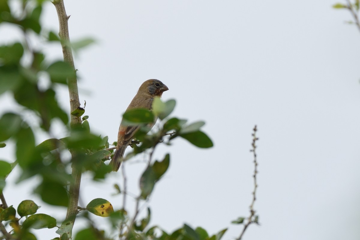 Ruddy-breasted Seedeater - ML216646901