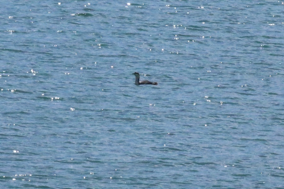 Red-throated Loon - ML216648891