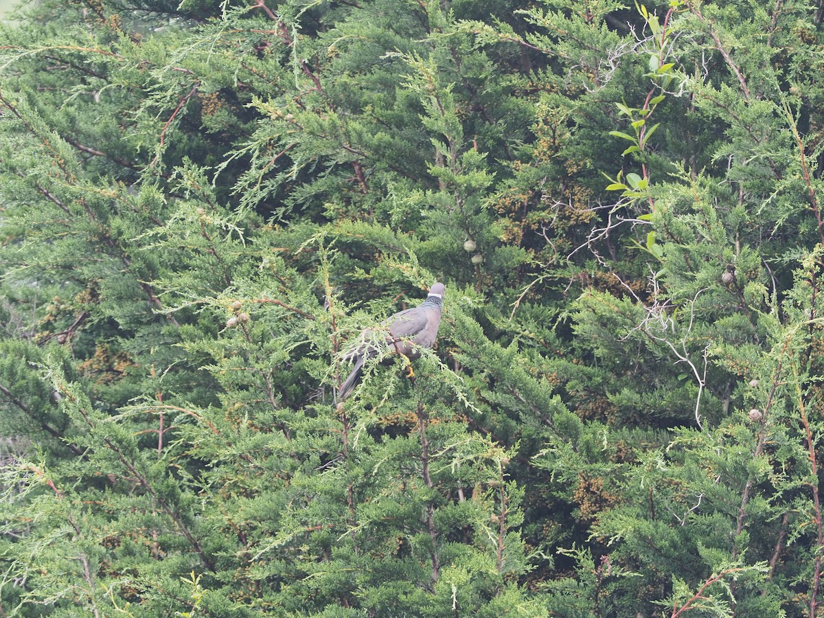 Band-tailed Pigeon - ML216651301