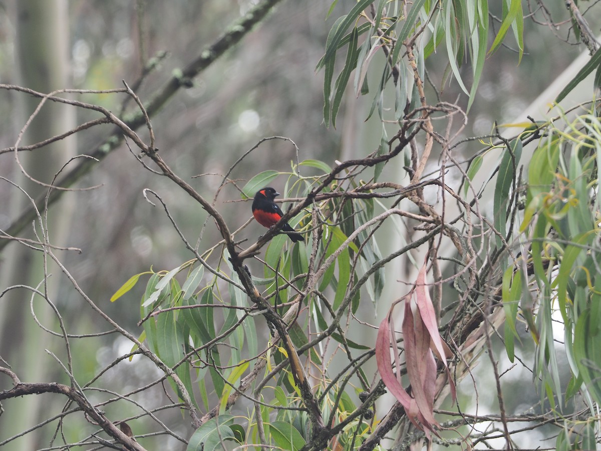 Scarlet-bellied Mountain Tanager - ML216651311
