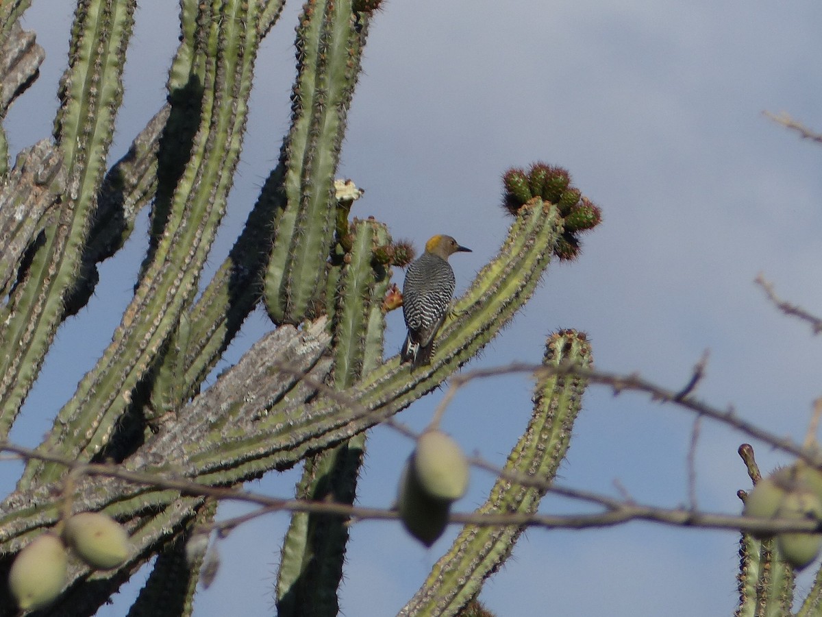 Golden-fronted Woodpecker (West Mexico) - ML216651381