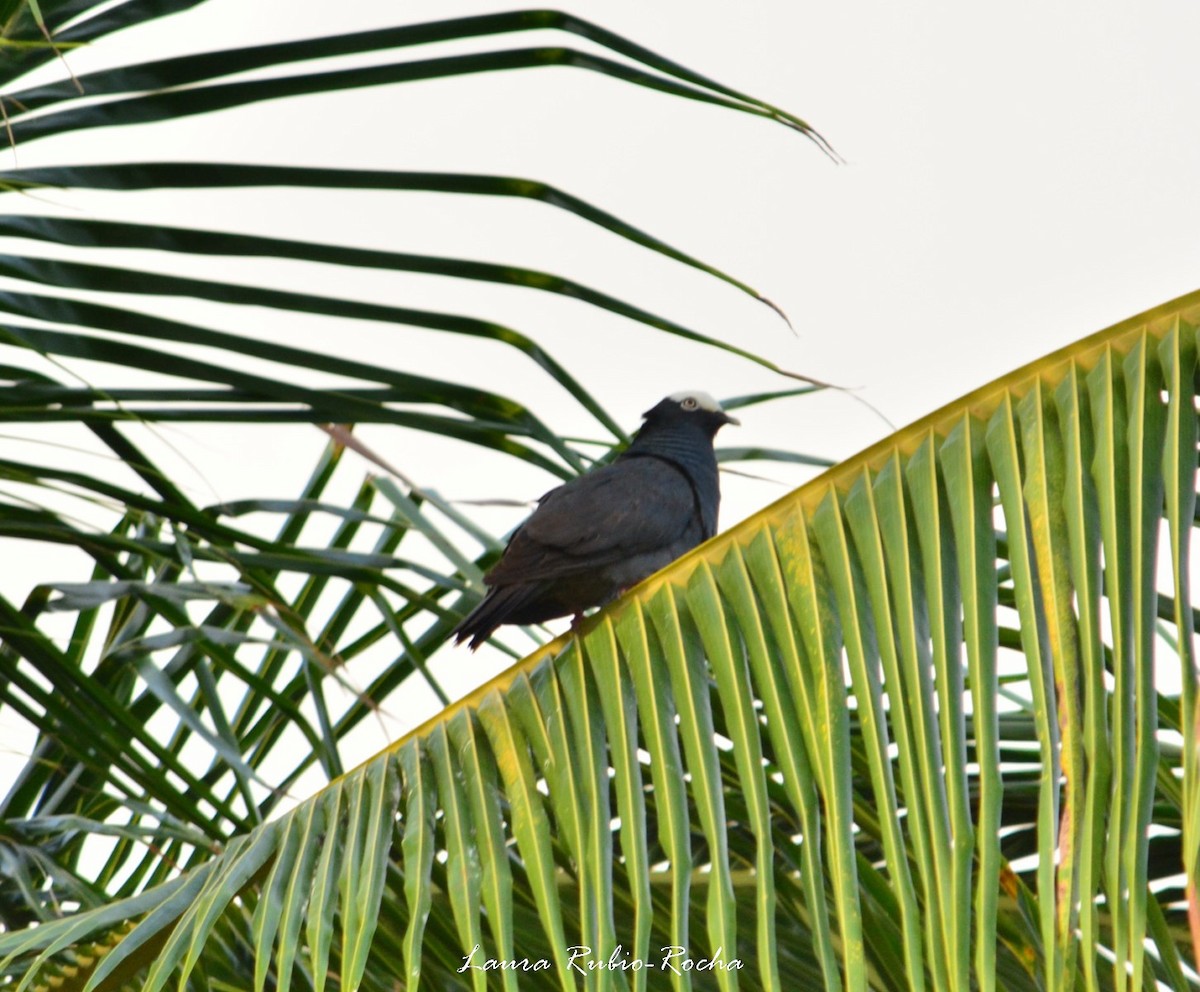 White-crowned Pigeon - ML216655611