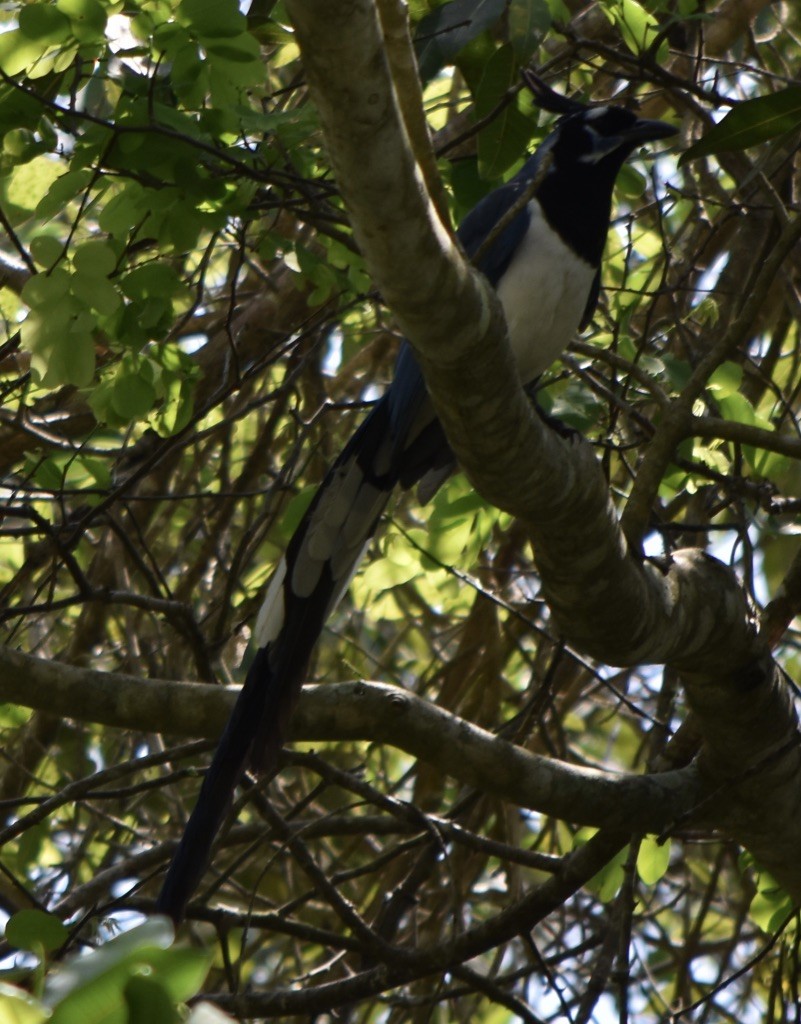 Black-throated Magpie-Jay - ML216657001