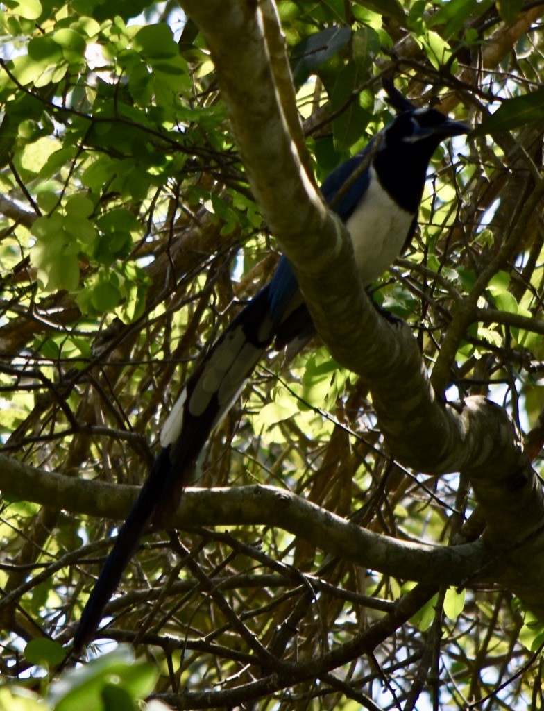 Black-throated Magpie-Jay - ML216657011